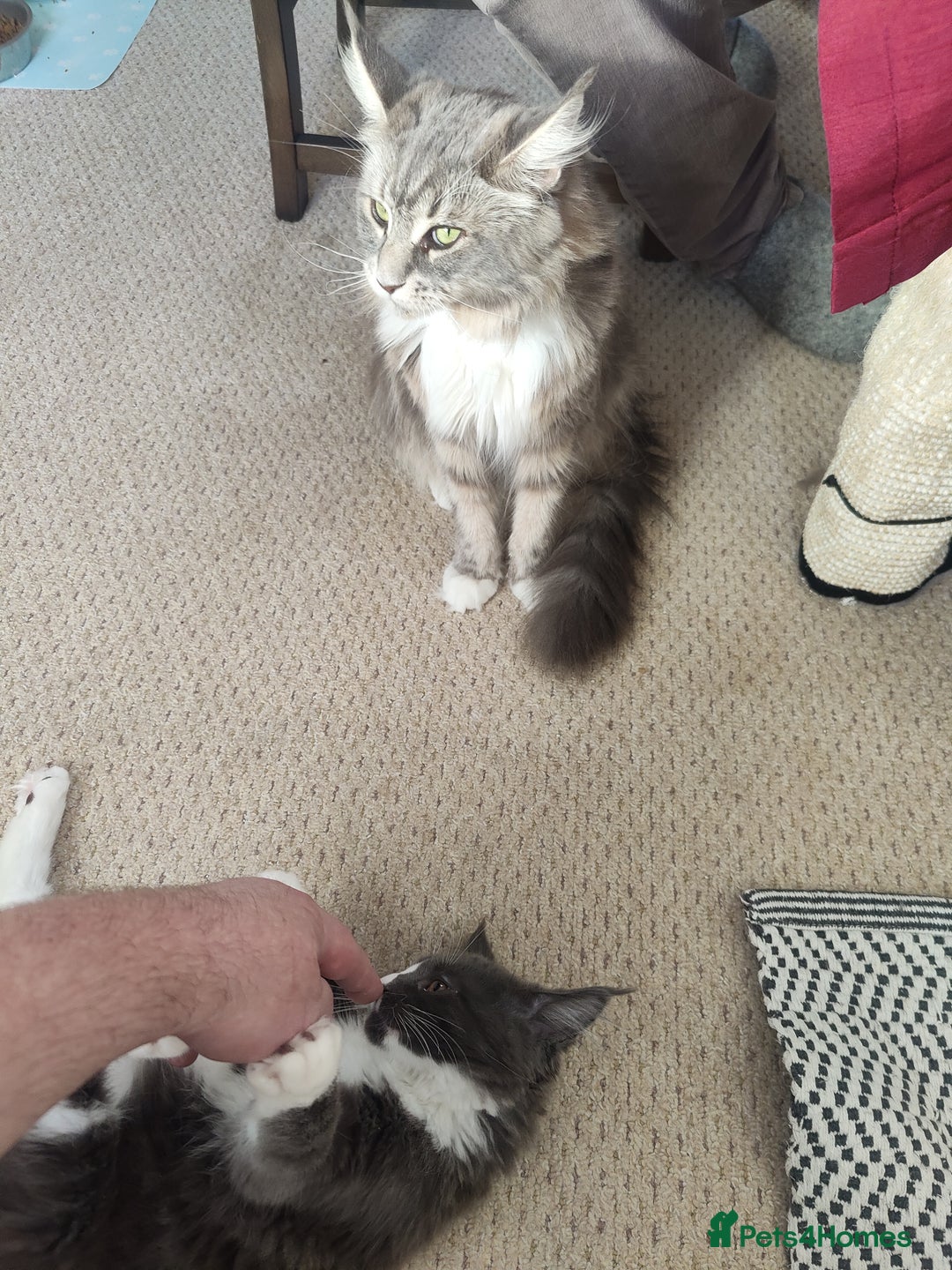 Maine Coon cats for sale: Three adorable Main kittens  - Image 15
