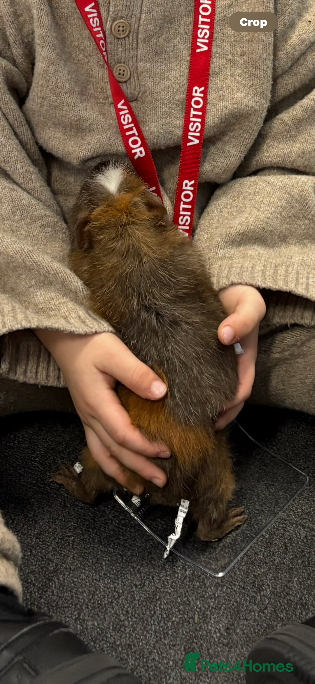 Guinea Pig rodents for sale: Pair of bonded female guinea pigs  - Advert 4