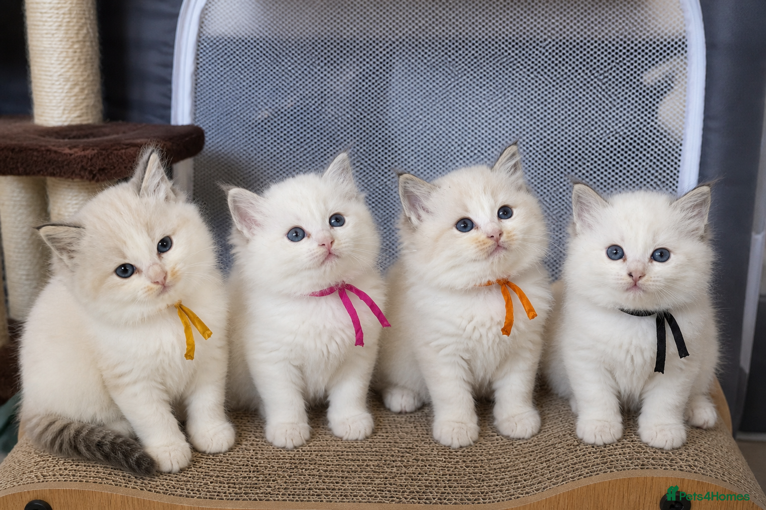 Ragdoll cats Bi colour Ragdoll kittens  - Advert 4