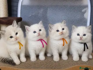 Ragdoll cats Bi colour Ragdoll kittens - Advert 4