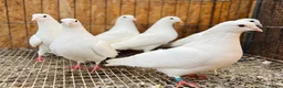 Pigeons birds for sale: PURE WHITE ENGLISH GARDEN DOVES in Bristol - Advert 6