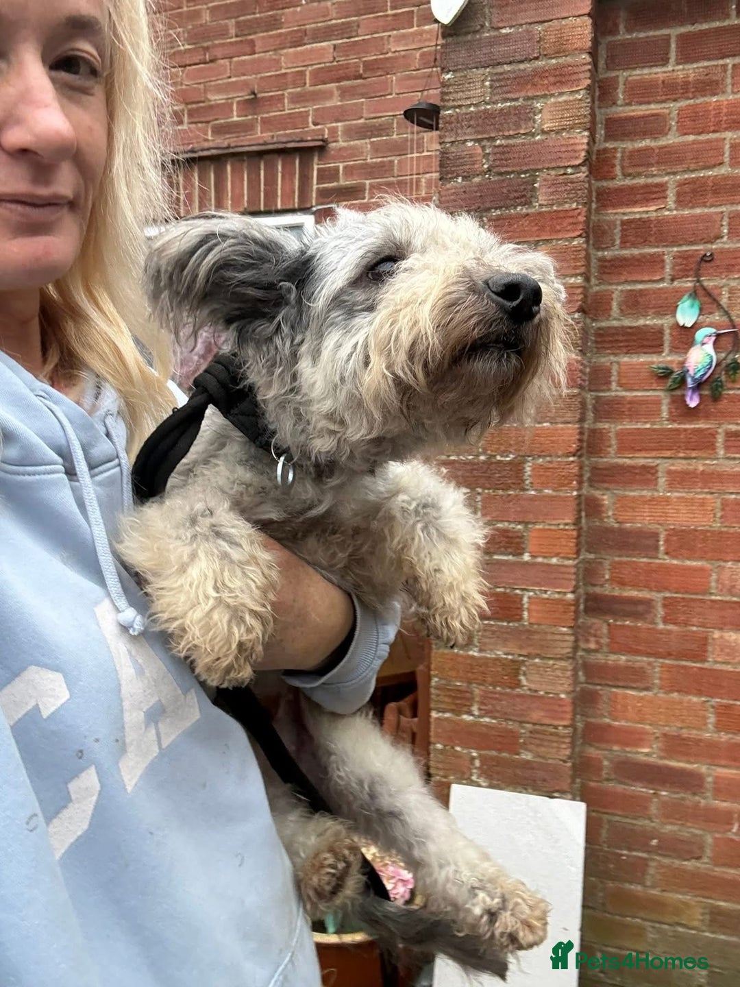Mixed Breed dogs for adoption: Scruffy- Hingham Norfolk  - Advert 14