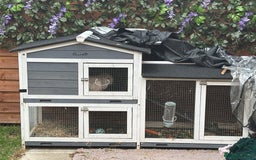 Dwarf Lop rabbits for sale: Thumper  - Image 4