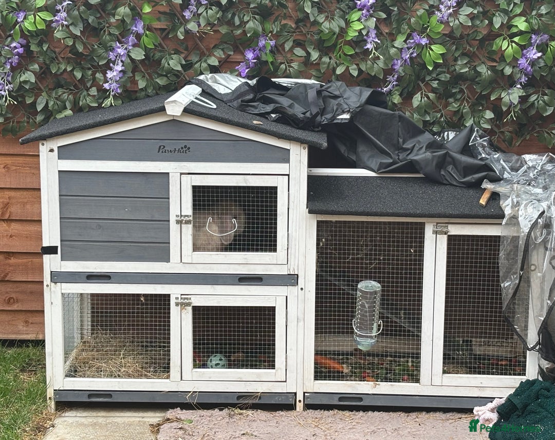 Dwarf Lop rabbits for sale: Thumper  - Image 4