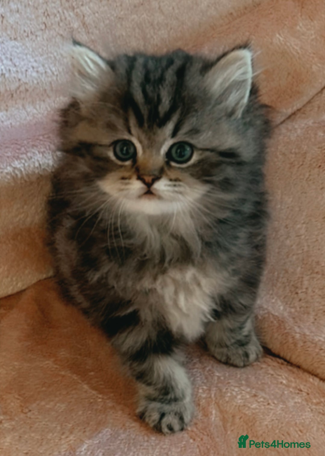 Ragdoll cats for sale: Ragdoll + Persian Breed London  - Image 3