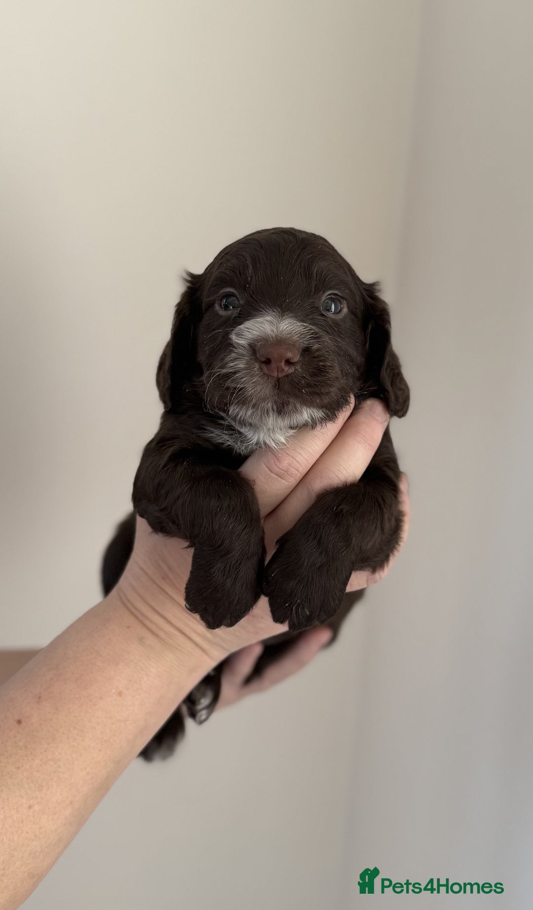 Cocker Spaniel dogs for sale: Working Cocker Spaniel puppies - Advert 3