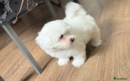 Maltese dogs for sale: Maltese pups/dogs/puppies  - Image 2