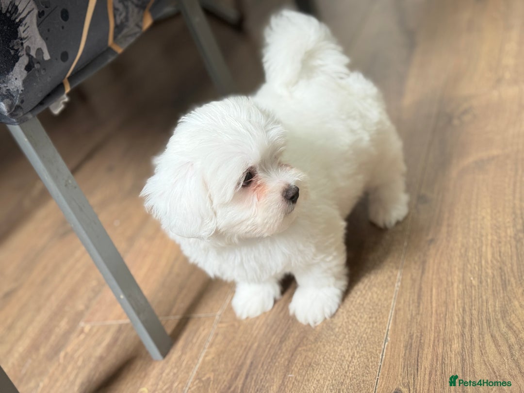 Maltese dogs for sale: Maltese pups/dogs/puppies  - Image 2