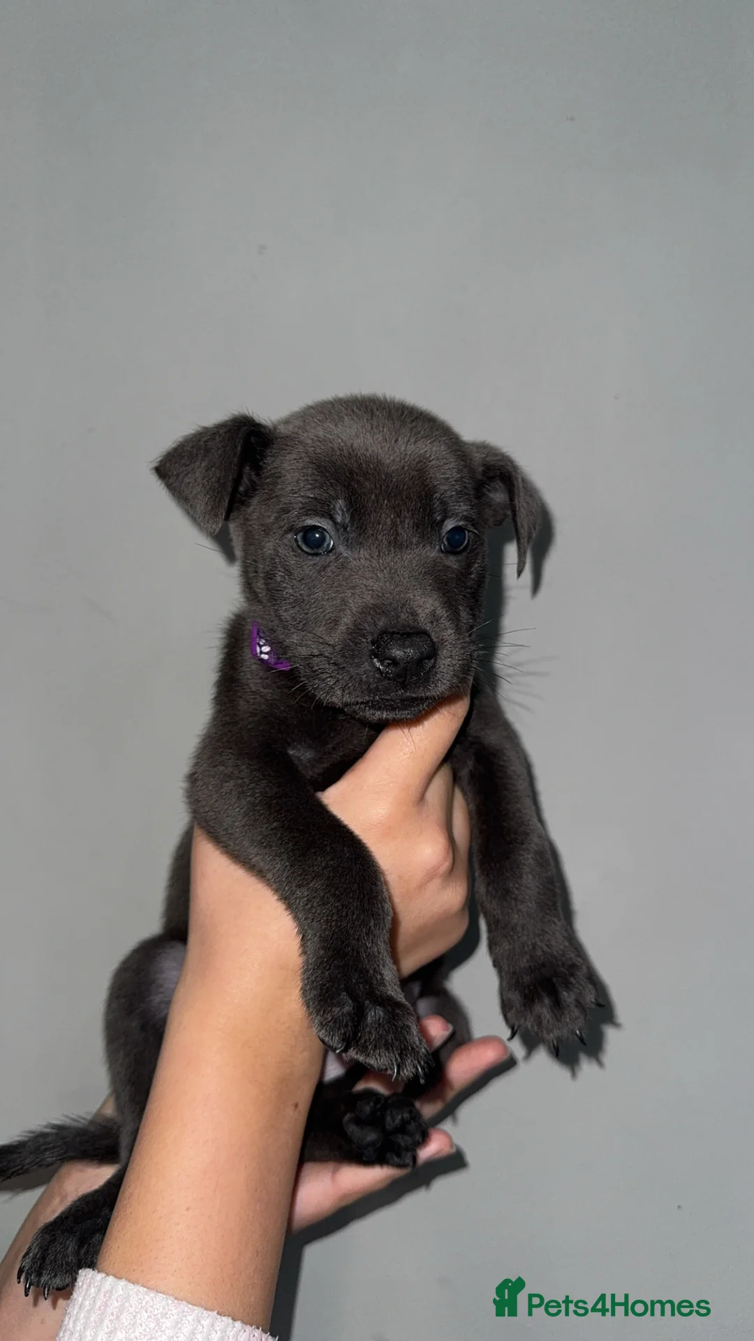 Mixed Breed dogs for sale: Female puppies  - Advert 4