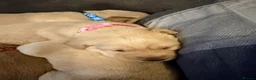 Labrador Retriever dogs for sale: Working Yellow Labrador Retriever Pups - Advert 9