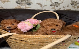 Toy Poodle dogs for sale: Gorgeous Fox Red Toy Poodle Females😍 - Image 14