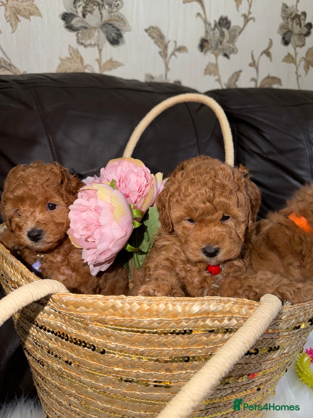 Toy Poodle dogs for sale: Gorgeous Fox Red Toy Poodle Females😍 - Image 14