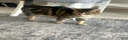 Mixed Breed cats for sale: Tabby male kitten for sale  - Advert 4