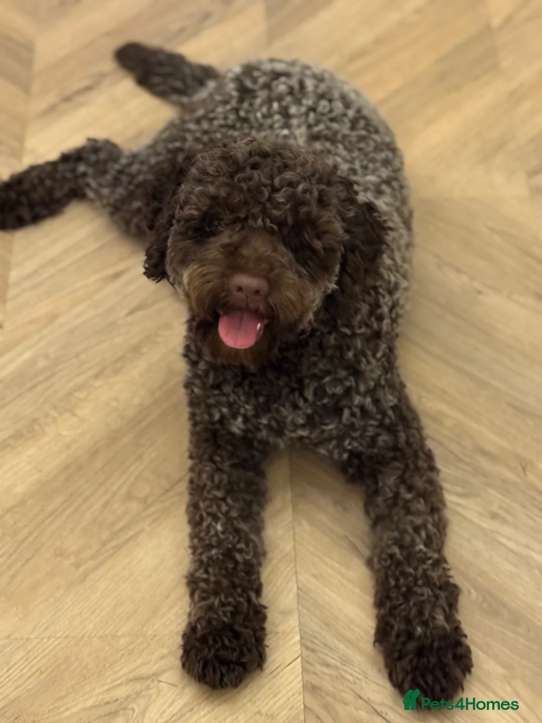 Lagotto Romagnolo dogs for stud: Max - KC registered lagotto in Pudsey - Advert 3