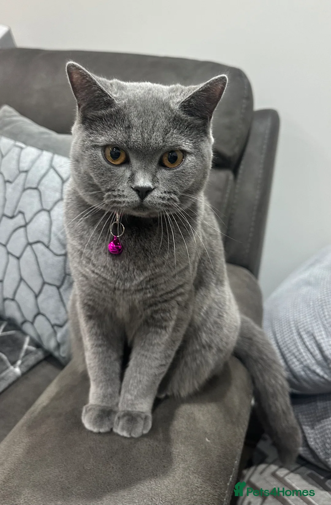 British Shorthair cats for sale: British short hair - Advert 1