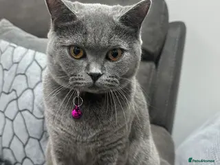 British Shorthair cats British short hair - Advert 1