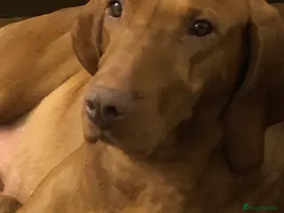 Hungarian Vizsla dogs Beautiful Hungarian Vizsla Puppies - Advert 1