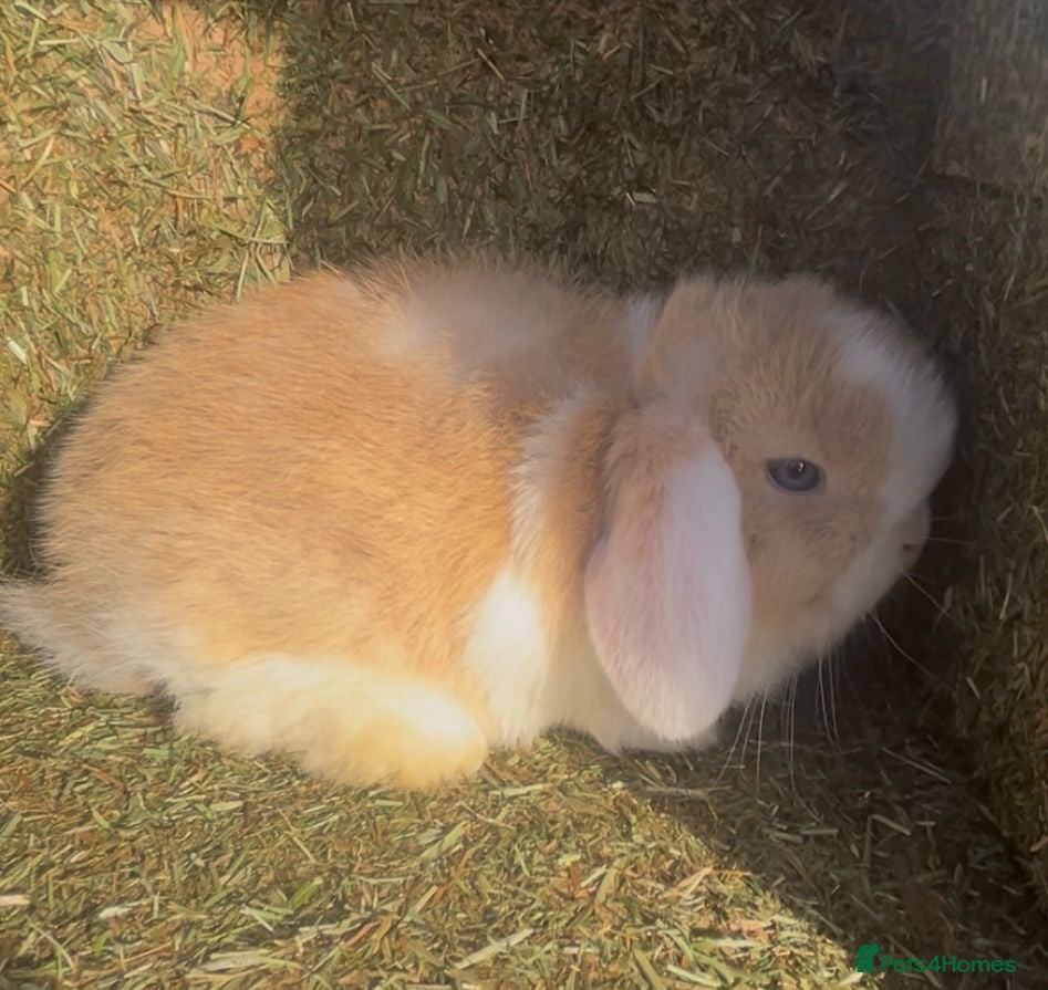 Mini Lop rabbits Beautiful mini lop baby rabbits  - Advert 8