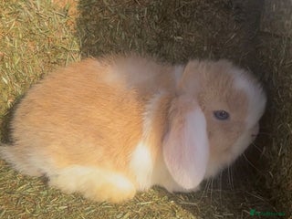 Mini Lop rabbits Beautiful mini lop baby rabbits - Advert 8