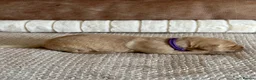 Labrador Retriever dogs for sale: * KC Reg Health Tested Puppies *  - Advert 21