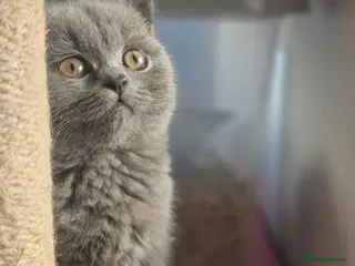 British Shorthair cats Beautiful British shorthair girl ready - Advert 3