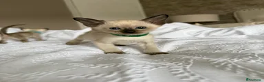 Siamese Kitten (Green💚)