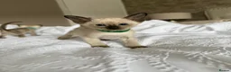 Siamese cats for sale: READY NOW 🐱 - Advert 17