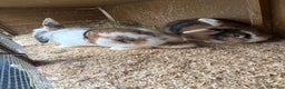 Mixed Breed rabbits for sale: 2 bonded 1 year old lion lop sisters  - Advert 4