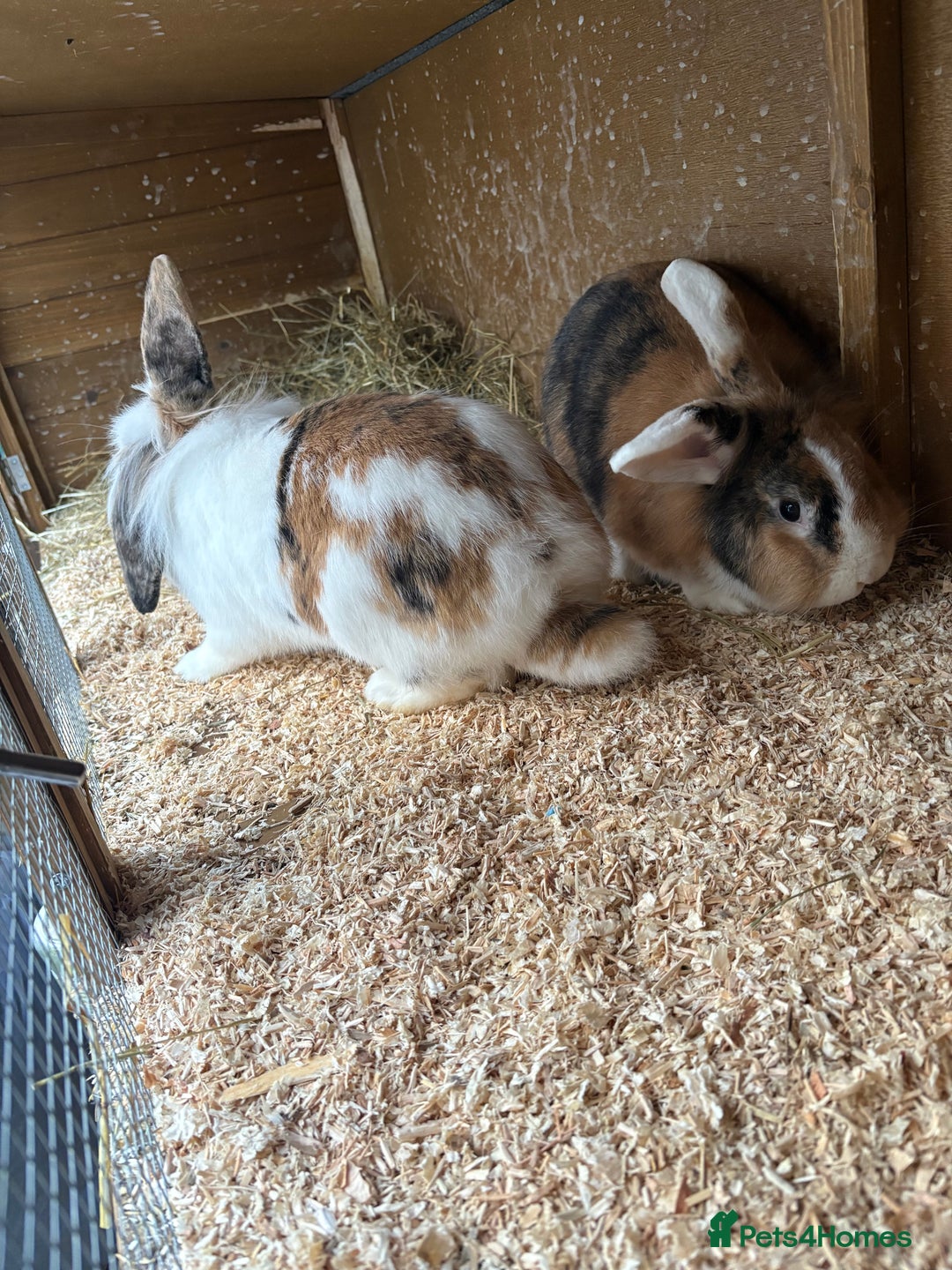Mixed Breed rabbits for sale: 2 bonded 1 year old lion lop sisters  - Advert 4
