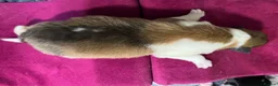 Rough Collie dogs for sale: Clear Non-carriers DM-CEA-MDR1-PRA. 0% inbreeding. - Advert 10