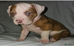 Alapaha Blue Blood Bulldog dogs for sale: IABBR. Health tested. Top lines.  - Advert 14