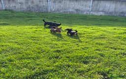 Lancashire Heeler dogs for sale: Beautiful Lancashire Heeler Pups  - Image 4