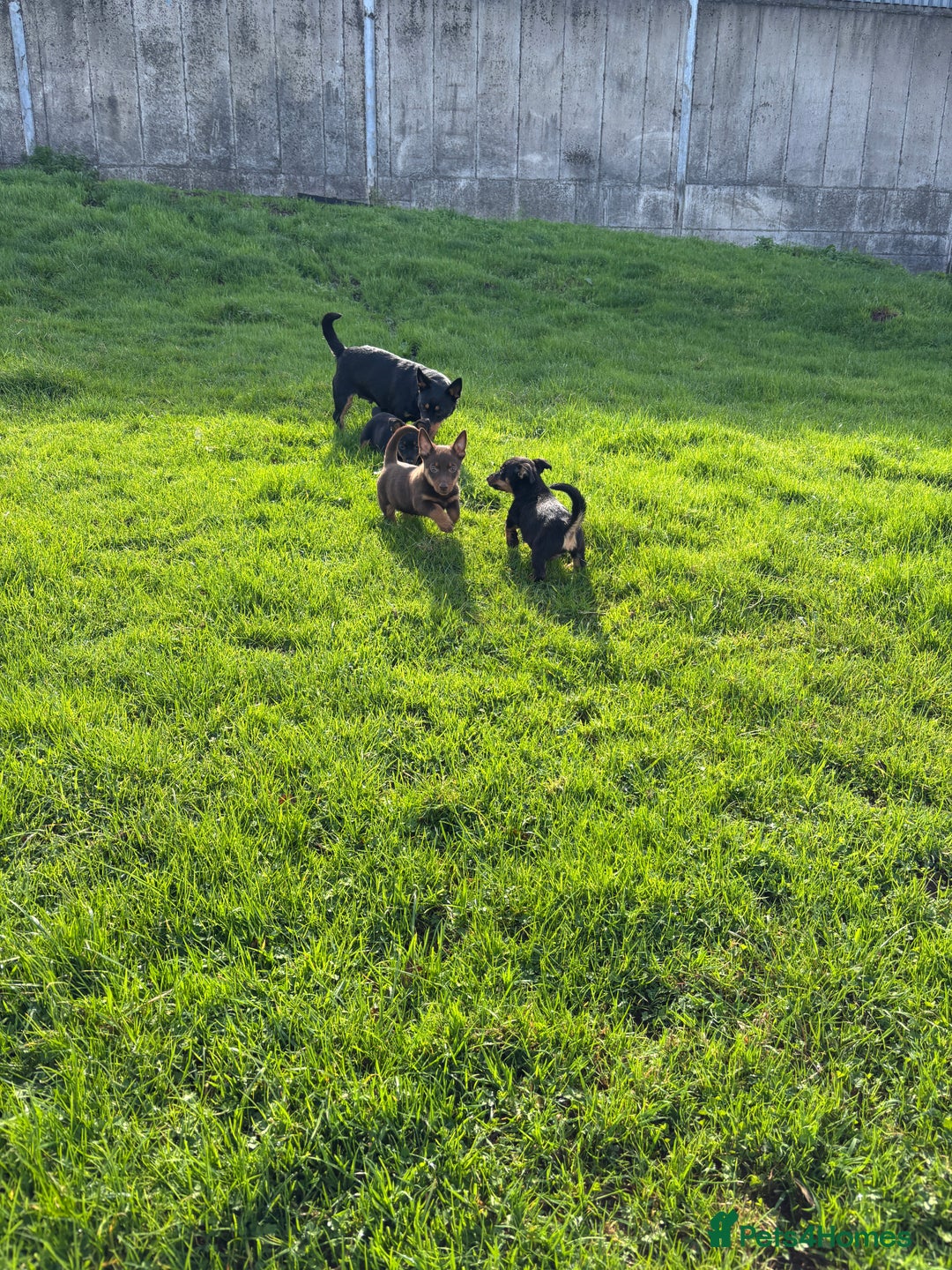 Lancashire Heeler dogs for sale: Beautiful Lancashire Heeler Pups  - Image 4