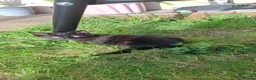 Mixed Breed cats for sale: Three tuxedo brothers in Clevedon - Advert 4