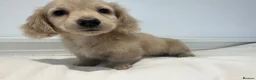 Miniature Dachshund dogs for sale: 👑CREAM LONG HAIRED DACHSHUNDS 👑 - Advert 9