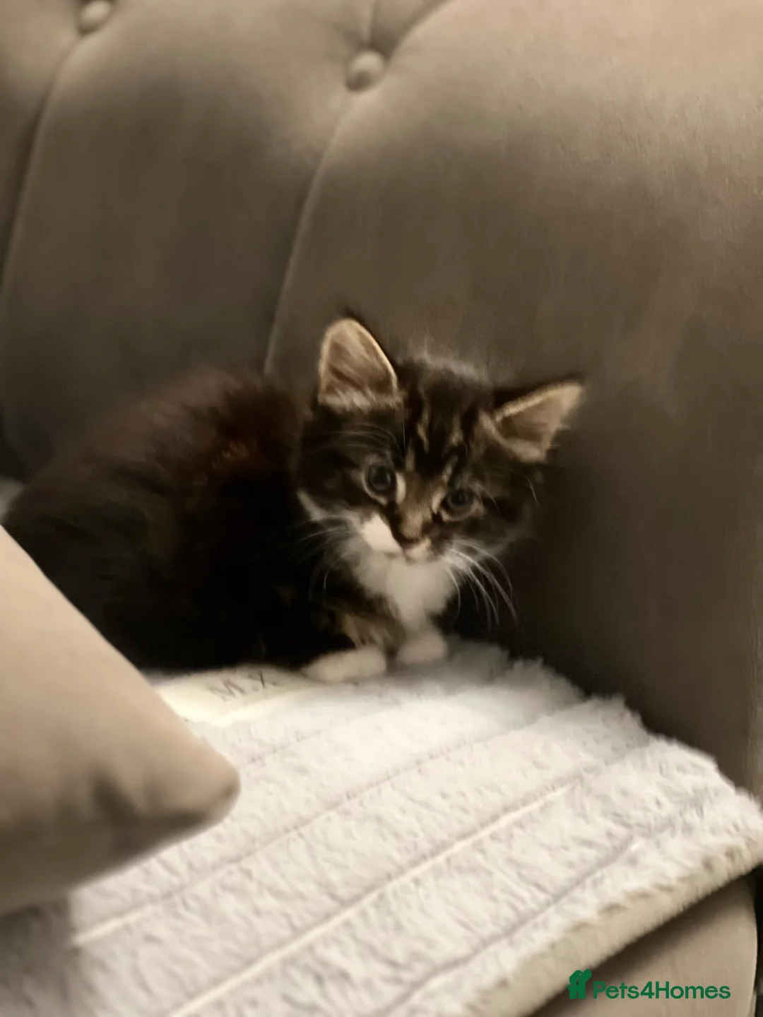 Mixed Breed cats for sale: Adorable kittens looking for their forever homes!  - Advert 8