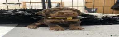 Holly - Yellow Collar
