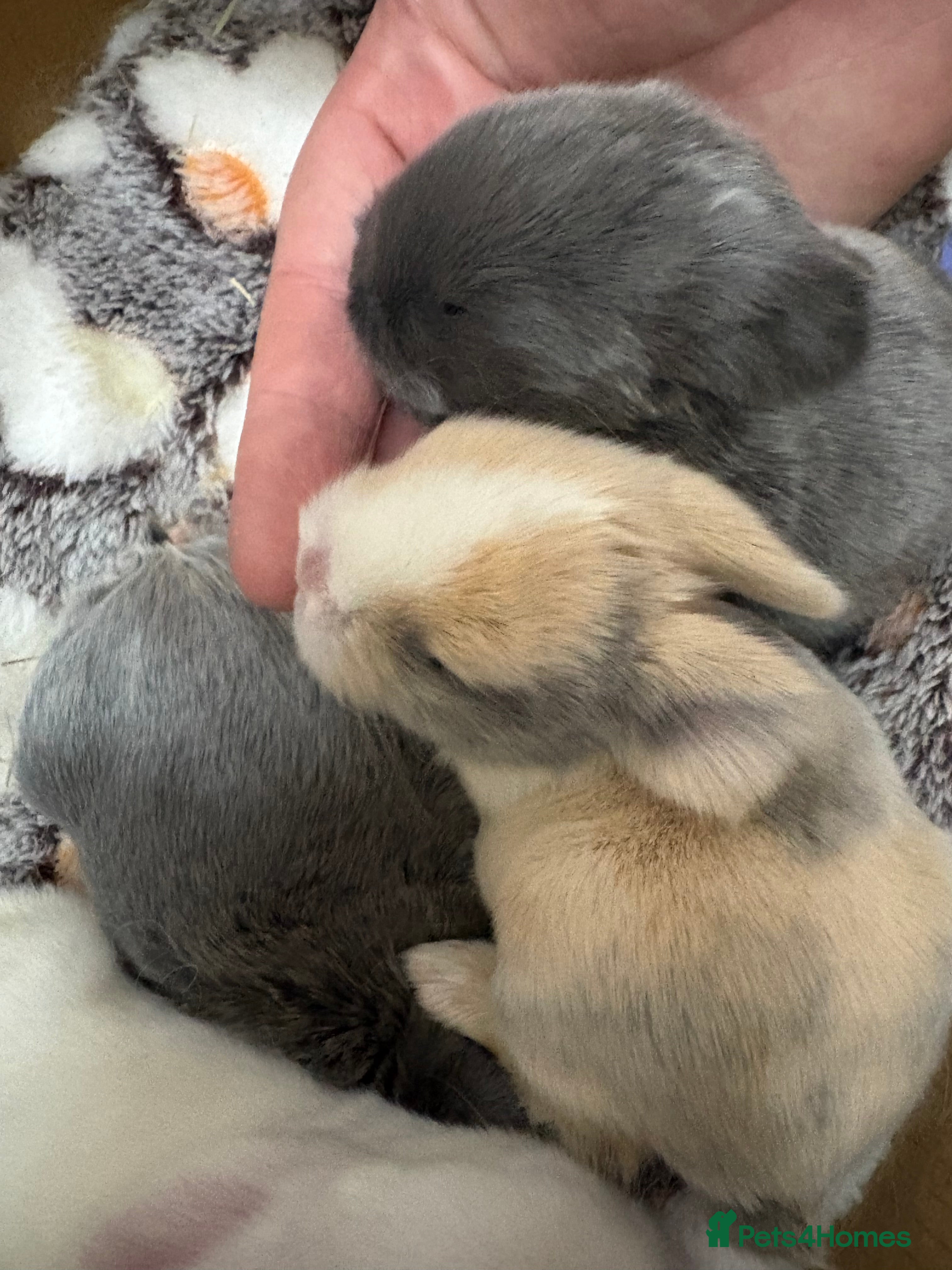 Mini Lop rabbits Minilops - Advert 1