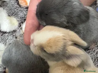 Mini Lop rabbits Minilops - Advert 6