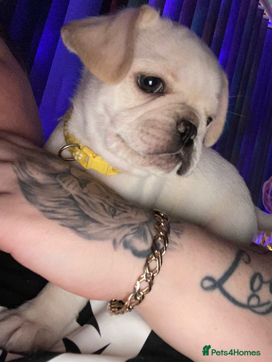 Frug dogs for sale: Boy Frug Puppy - Advert 2