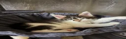 Maine Coon cats for sale: 6 beautiful Maine coon kittens  - Advert 33