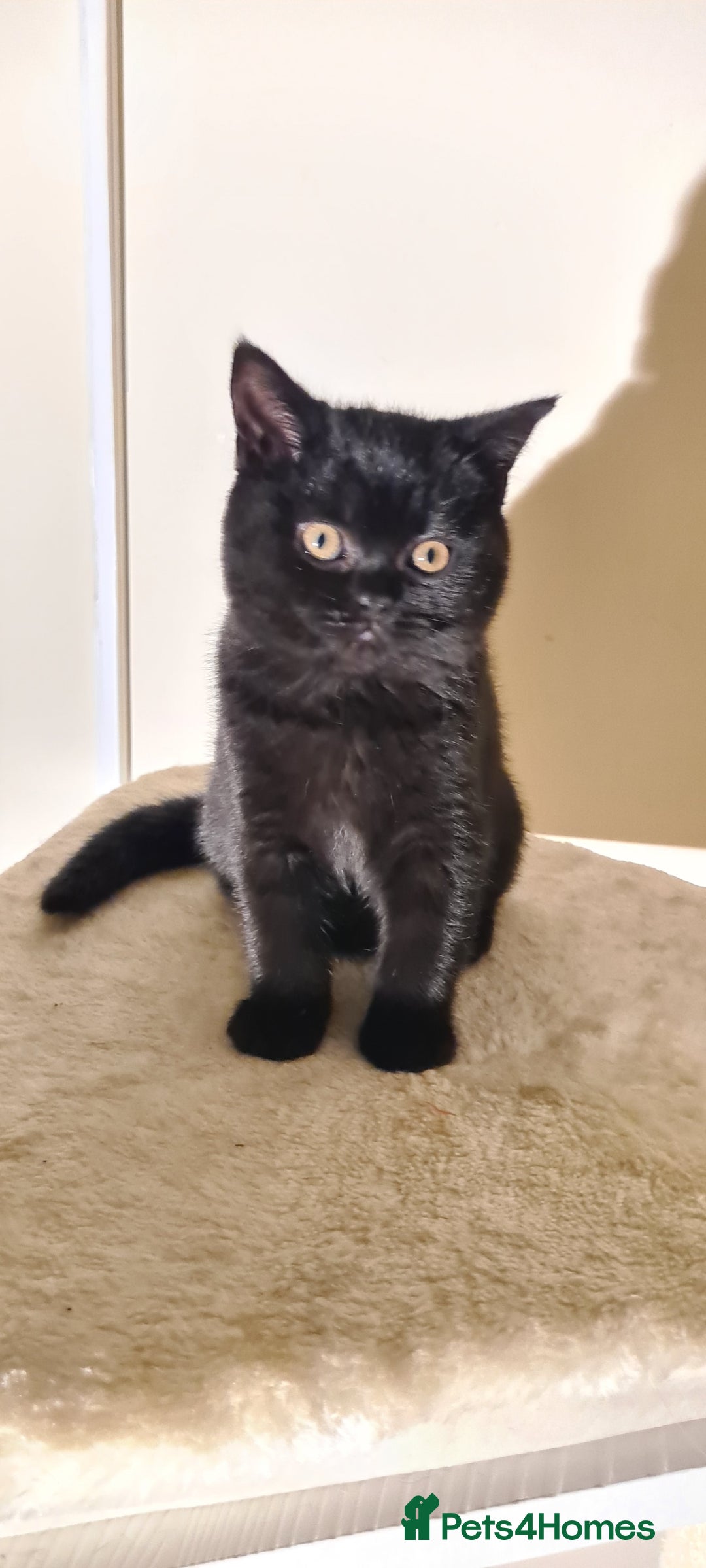 British Shorthair cats for sale: British shorthair black and blue kittens - Advert 4