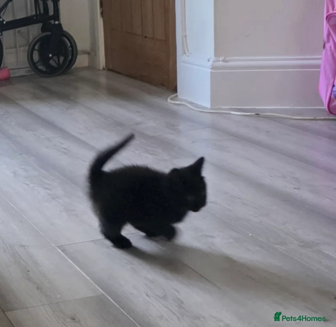 Domestic Shorthair cats for sale: Gorgeous male kitten - Advert 7