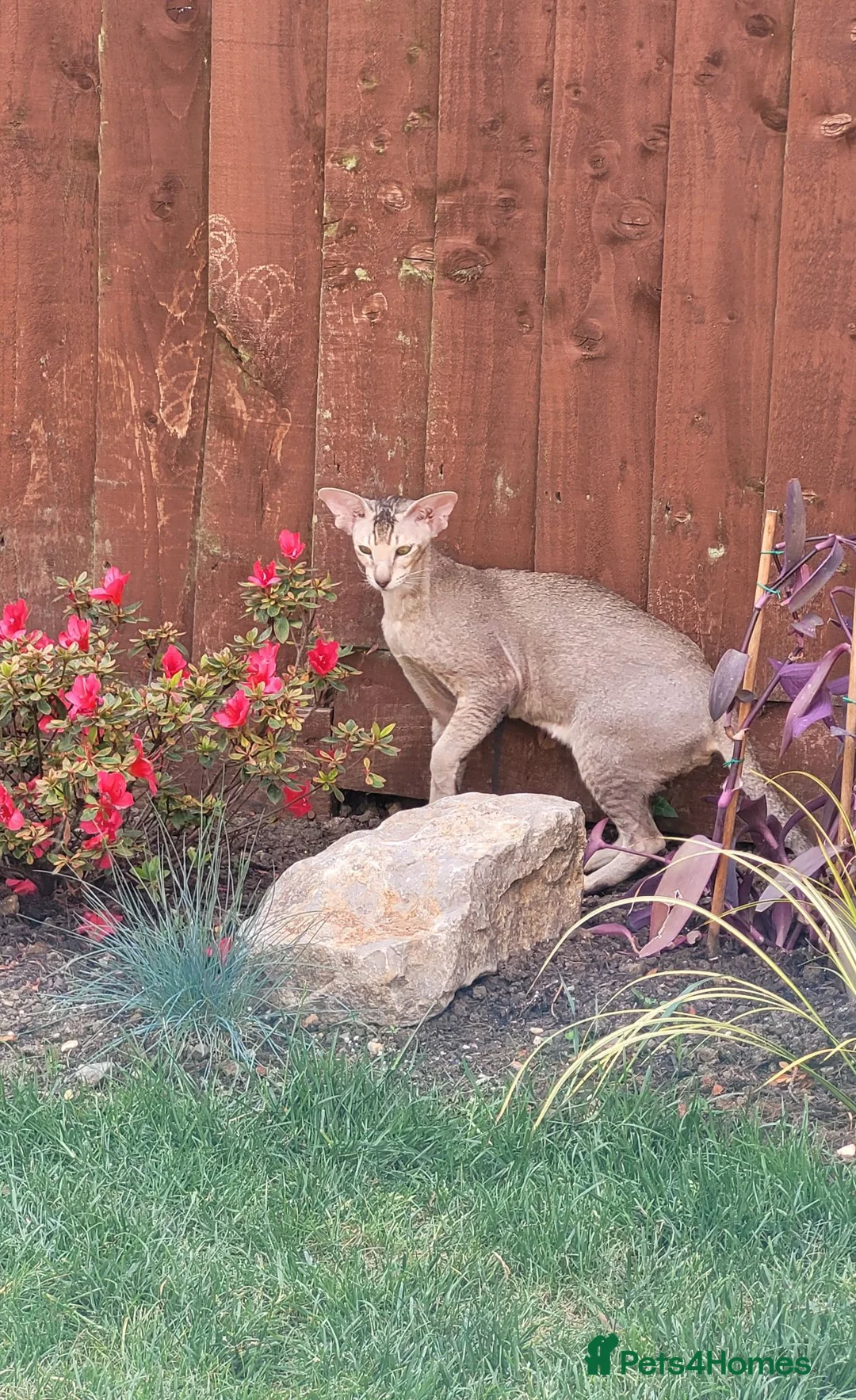 Oriental cats for sale:  Chocolate Ticked Tabby Female  Loving Home Wanted - Advert 4