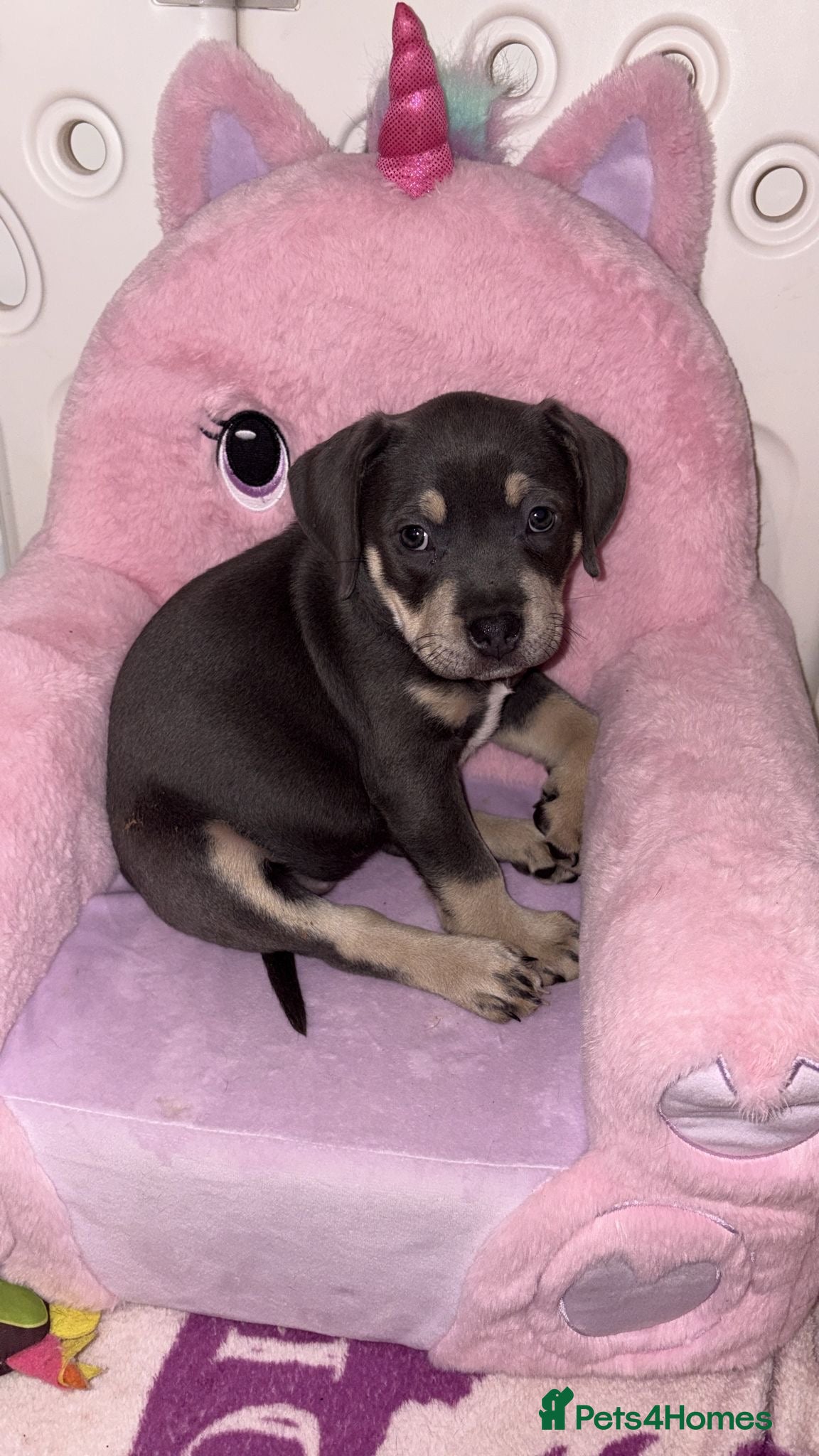Staffordshire Bull Terrier dogs Little Henry can leave today  - Advert 1