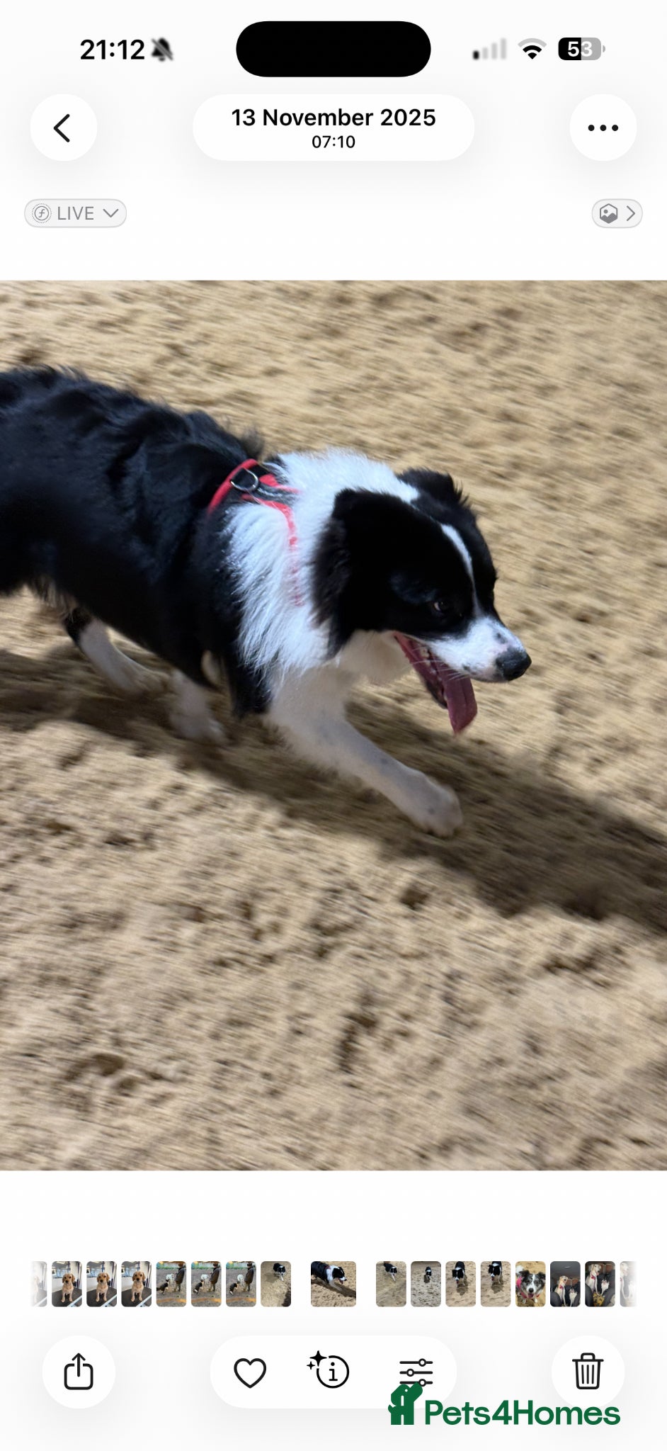 Border Collie dogs Rupert  - Advert 17