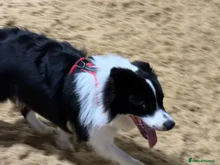 Border Collie dogs Rupert - Advert 17