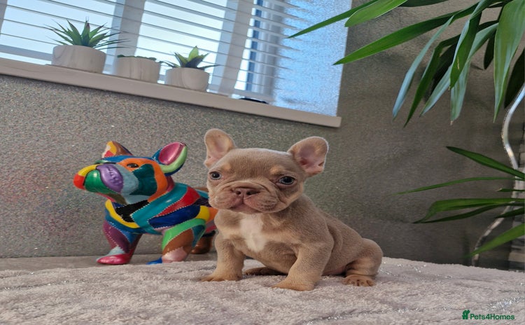 French Bulldog dogs - Advert 10