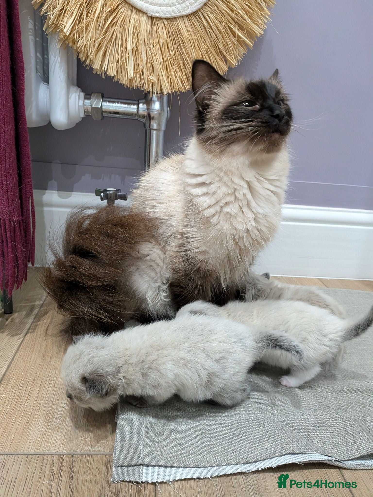 Ragdoll cats Beautiful Ragdolls - Advert 14