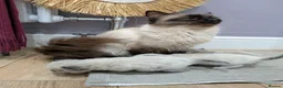 Ragdoll cats for sale: Beautiful Ragdolls - Advert 1